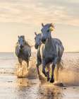 Provence-Alpes-Cote dAzur-France Camargue horses running through water at sunrise Art Print